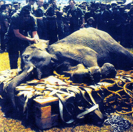 An Army SF Vet Tends to an Elephant
