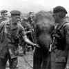Army Special Forces Personnel and an Elephant