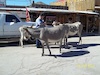 Oatman burros